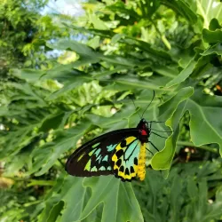 Niagara Parks Butterfly Conservatory - Niagara Falls