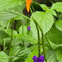 Niagara Parks Butterfly Conservatory - Niagara Falls