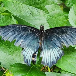 Niagara Parks Butterfly Conservatory - Niagara Falls