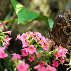 Niagara Parks Butterfly Conservatory - Niagara Falls