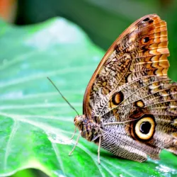 Niagara Parks Butterfly Conservatory - Niagara Falls