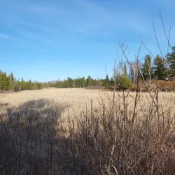 Laurier Woods Conservation Area - North Bay