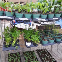 North Bay Farmers Market - North Bay