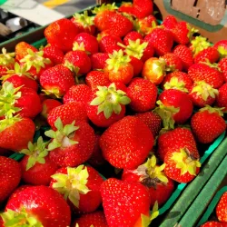 North Bay Farmers Market - North Bay