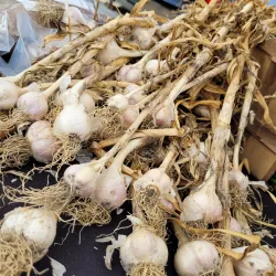 North Bay Farmers Market - North Bay