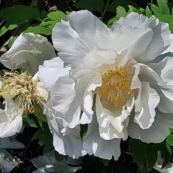 Oshawa Valley Botanical Gardens - Oshawa