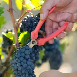 Naramata Bench Wineries - Penticton