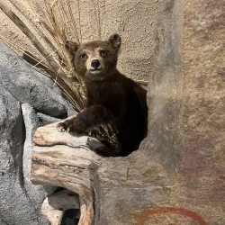 Penticton Museum and Archives - Penticton