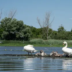 Frenchman's Bay - Pickering