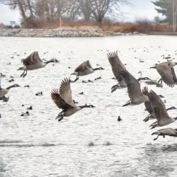 Frenchman's Bay - Pickering