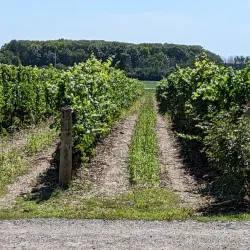 Huff Estates Winery - Picton