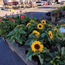 Port Colborne Farmers' Market - Port Colborne