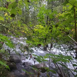 Coquitlam River - Port Coquitlam