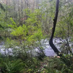 Coquitlam River - Port Coquitlam