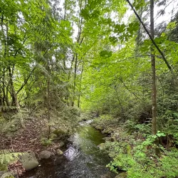 Coquitlam River - Port Coquitlam