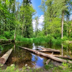 Coquitlam River - Port Coquitlam