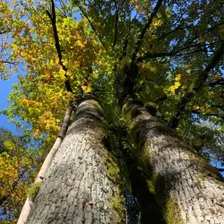 Coquitlam River - Port Coquitlam