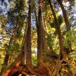 Cape Scott Provincial Park - Port Hardy