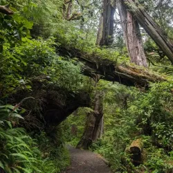 Cape Scott Provincial Park - Port Hardy