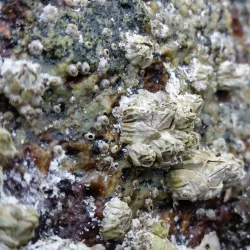 Hardy Bay Marine Provincial Park - Port Hardy