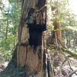 Kwakiutl Museum and Cultural Centre - Port Hardy