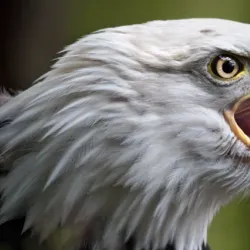 North Island Wildlife Recovery Centre - Port Hardy