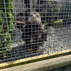 North Island Wildlife Recovery Centre - Port Hardy