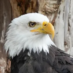 North Island Wildlife Recovery Centre - Port Hardy
