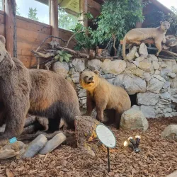 North Island Wildlife Recovery Centre - Port Hardy