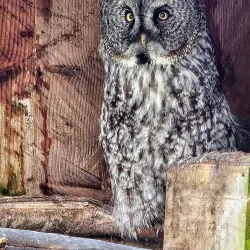 North Island Wildlife Recovery Centre - Port Hardy
