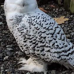 North Island Wildlife Recovery Centre - Port Hardy