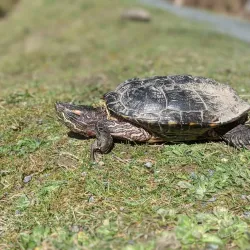 North Island Wildlife Recovery Centre - Port Hardy
