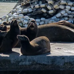 Port Hardy Harbour - Port Hardy