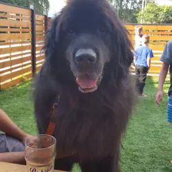 Brewery Row - Port Moody