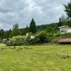 Old Orchard Park - Port Moody