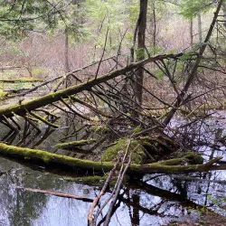 Scugog Island Conservation Area - Port Perry