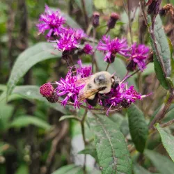 Port Stanley Conservation Area - Port Stanley