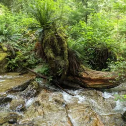 Deserted Island Marine Provincial Park - Powell River
