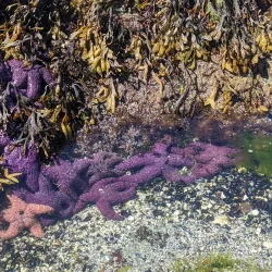 Ellesmere Park - Powell River