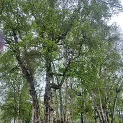 Cranbrook Hill Park - Prince George