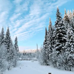 Forest for the World - Prince George