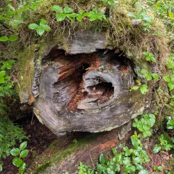 Butze Rapids Park - Prince Rupert