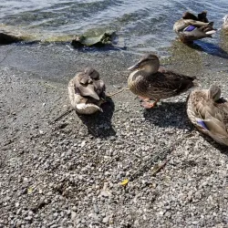 Dragon Lake Park - Quesnel