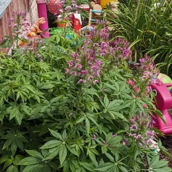 Trenton Cultural Centre - Quinte West