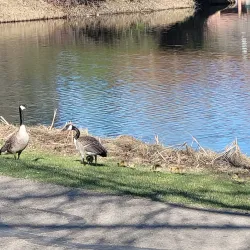 Bower Ponds - Red Deer