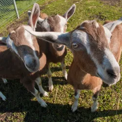 Sunnybrook Golf Course - Red Deer