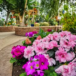 Regina Floral Conservatory - Regina