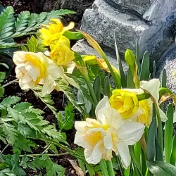Regina Floral Conservatory - Regina