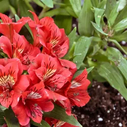 Regina Floral Conservatory - Regina