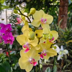 Regina Floral Conservatory - Regina